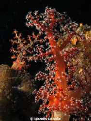 Soft Coral, at Carnatic Wreck by Hisham Elshafie 